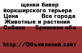 щенки бивер йоркширского терьера › Цена ­ 8 000 - Все города Животные и растения » Собаки   . Брянская обл.